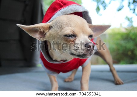 Cute short haired cream chihuahua with extra big ears
