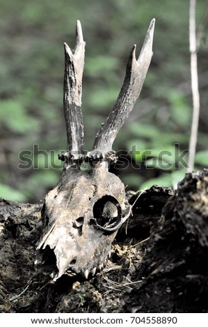 Roe-deer skull.