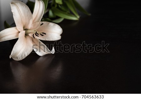 Lily flower on the dark background. Condolence card. Empty place for a text. Royalty-Free Stock Photo #704563633