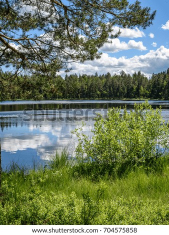 calm forest lake and trees in hot summer day at countryside - vertical, mobile device ready image