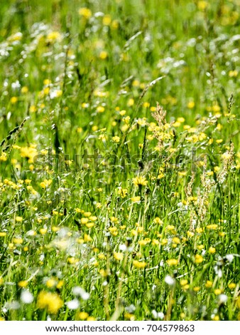 midsummer countryside meadow with flowers. abstract close up neutral background. white and yellow plants blooming - vertical, mobile device ready image