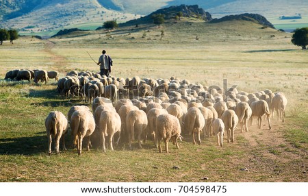 Shepherd and herd of sheep Royalty-Free Stock Photo #704598475