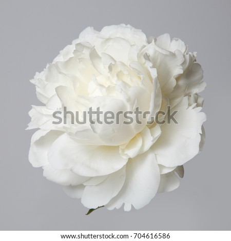 White peony flower isolated on a gray background. Royalty-Free Stock Photo #704616586