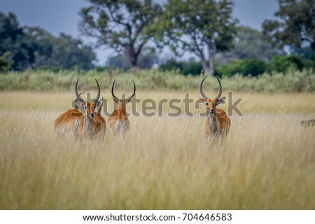 Group of Lechwes standing in the long grass in the Okavango Delta, Botswana.