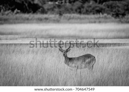 Male Lechwe standing in the grass by the water in black and white in the Okavango Delta, Botswana.