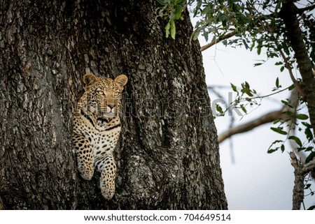 Leopard peeking out of a hole in a tree in the Okavango Delta, Botswana.