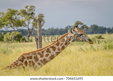 Giraffe sitting in the grass and eating in the Okavango Delta, Botswana.