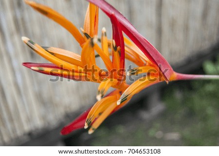 Intense orange and red amazons flowers blur backgrounds