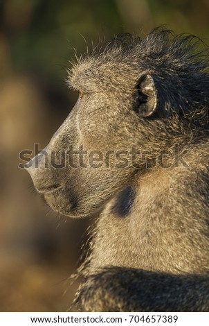 Baboon , Africa 