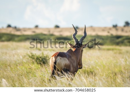 Red hartebeest in the high grass from behind in the Central Kalahari, Botswana.