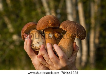 Edible fungi of Siberian forests. Luck of the mushroom picker.