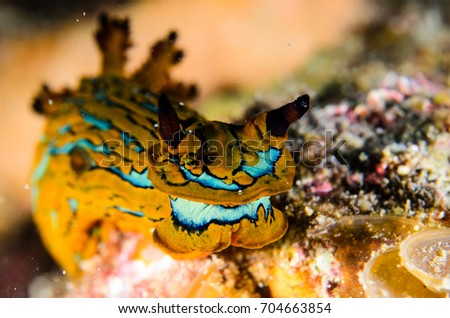 nudibranch, sea of cortez, mexico