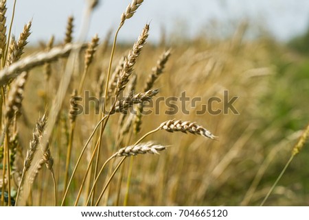 Picture for the calendar about agriculture. Ripe wheat ears. Grain Farm