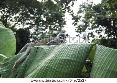 Portrait Squirrel Monkey, South American, Monkey Island, Amazon Colombian