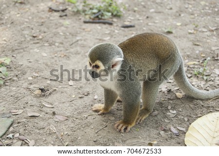 Portrait Squirrel Monkey , South American, Monkey Island, Amazon Colombian
