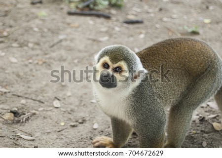 Portrait Squirrel Monkey , South American, Monkey Island, Amazon Colombian