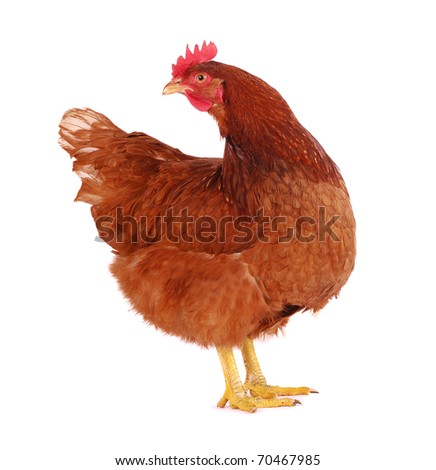Brown hen looking at camera, on white background, studio shot. Royalty-Free Stock Photo #70467985