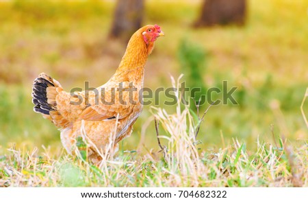 Farm animal background: Brown chicken with black tail and red head walking on the green lawn of a farm. Chicken aligned to the left, space next to it for text.
