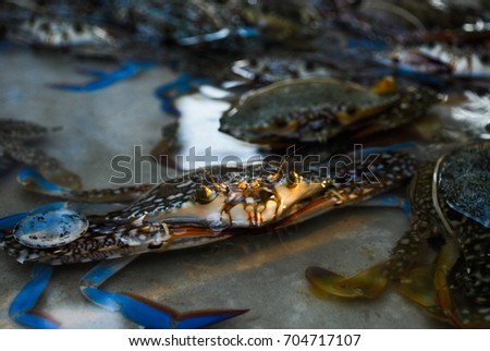 Animal for food : Crabs live float in street market water tank. Abstract crab shell patterns with water reflection. Life of animal in Seafood Market