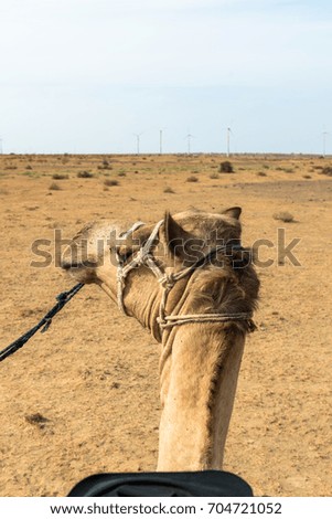 Vertical picture of local camel in Thar Desert, located close to Jaisalmer, the Golden City in India. Native indians use camels as transport.