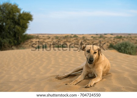 Horizontal picture of wild dog posing in Thar Desert, located close to Jaisalmer, the Golden City in India.