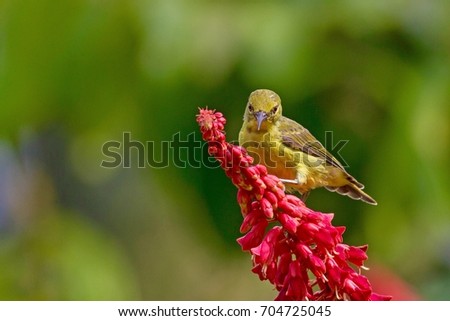 Brown-throated Sunbird, Bird and flower.