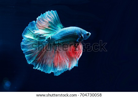 Colourful Betta fish,Siamese fighting fish in movement isolated on black background. Capture the moving moment of colourful siamese fighting fish isolated on black background, Royalty-Free Stock Photo #704730058
