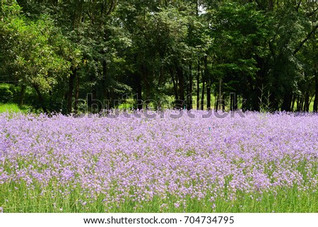 Murdannia giganteum (Vahl.)Br., Commelinaceae,  Sweet purple flowers which crowned