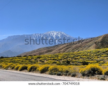 California Spring Super-bloom Background