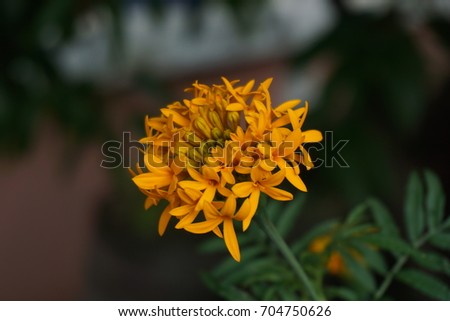 American marigold in Thailand