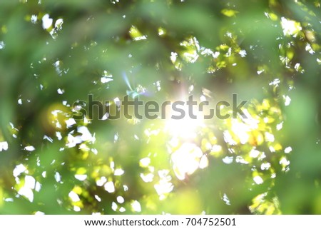 abstract blur beautiful sun light shiny in the morning with green bokeh defocused nature summer background