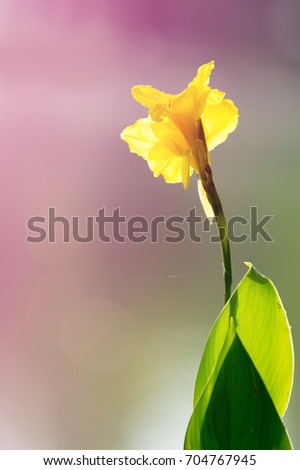 Indian shot, Canna (Canna spp. and hybrid), Canna indica or Indian shot or African arrowroot or Sierra Leone arrowroot ,flower symbol and traditional Father 's Day gift in Thailand