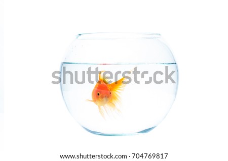 Gold fish with fishbowl isolation on the white background 