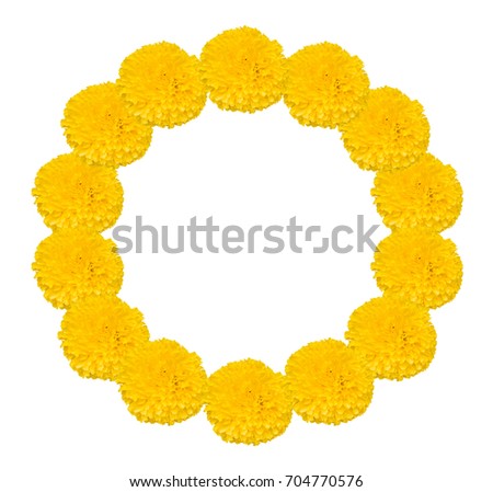 Beautiful, real, soft and fresh yellow Mexican marigold flower (Tagetes erecta) garland arranged in circle isolated on white background