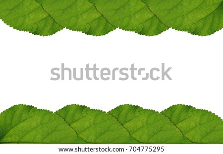 Green leaves are made into the background, Template and concept