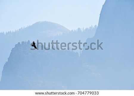 A large dark bird flying over the smokey Yosemite Valley.