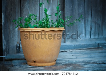 flowers pot 