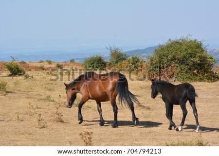 Horses in the wild grazing in the south of italy, in a hot summer day, with mountains and blue sky background