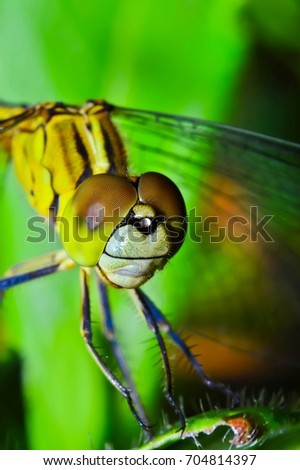 Macro shots, Beautiful nature scene dragonfly. Showing of eyes and wings detail. Dragonfly in the nature habitat using as a background or wallpaper. The concept for writing an article.