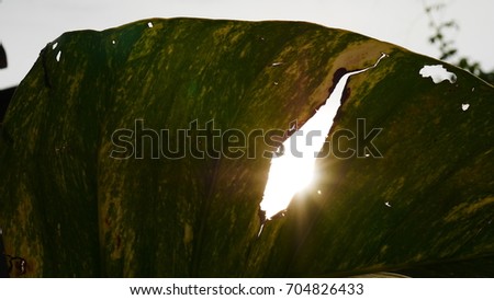 The abstract picture is the old big leaf has a hold with the sunlight.