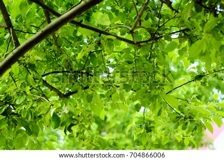 green leaves of the Apple trees
