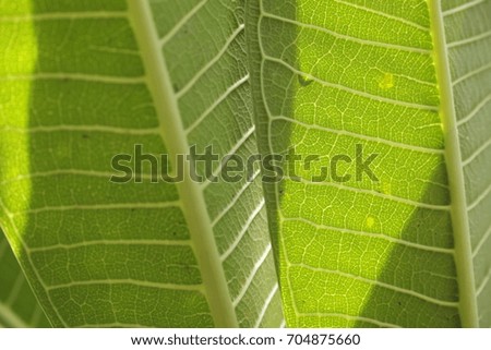 green leaf background close up texture