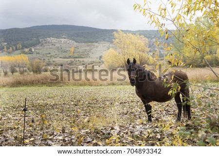 Autumn landscape with yellow leaves and horse Gudar mountains Teruel Aragon Spain