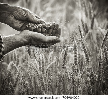 Close-up on the hands of a farmer examining an ear of wheat, he is standing in his field. Black and white picture