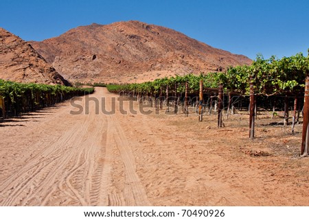 vineyards in the desert of the northern cape province of South Africa, irrigated from the Orange River Royalty-Free Stock Photo #70490926