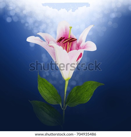 flower White lilies on a color background