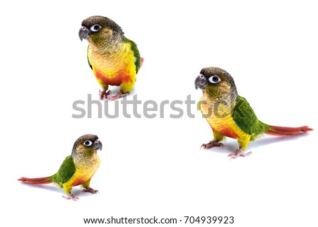 Conure, Green Cheeked Yellow Sided, Pyrrhura molinae,Photo parrot series on a white background.