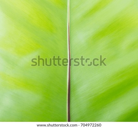Light green leaf background.