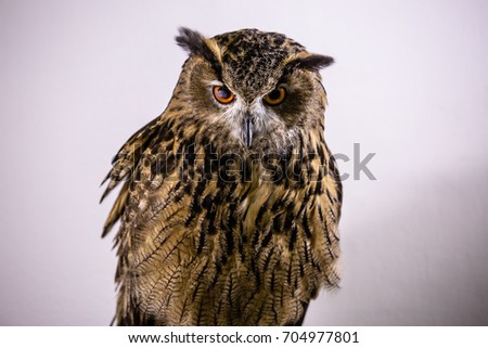 Eurasian Eagle-Owl, a species of eagle owl, standing Various gestures white background