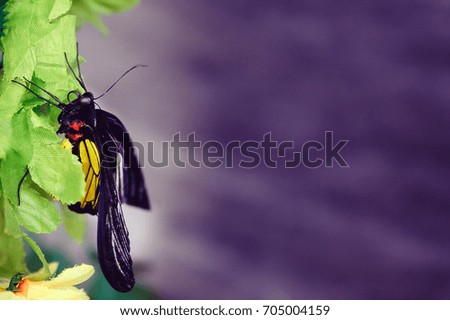 Close-up of a butterfly on a dark background. Concept nature.
